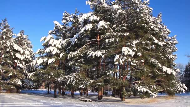 Pinos bajo la nieve — Vídeo de stock