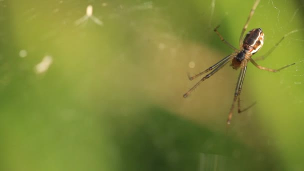 Een tuin spin in het web — Stockvideo
