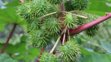 Castor - petrol tesisi