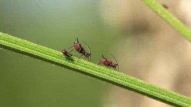 yaprak bitleri bitki üzerinde