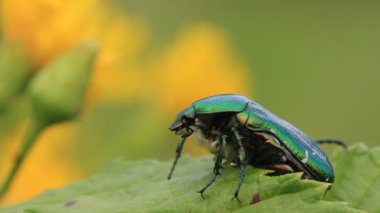 yaprakların üzerindeydi