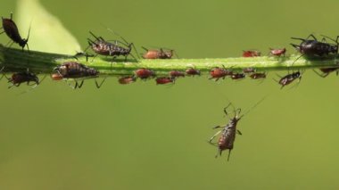 yaprak bitleri bitki üzerinde