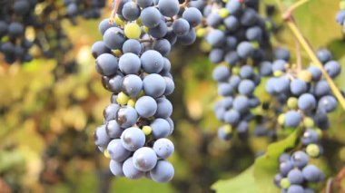 üzüm toplama