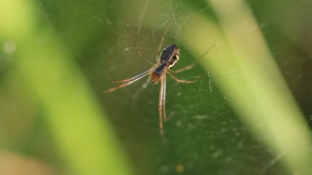 Un ragno da giardino nella sua tela — Video Stock