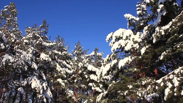 雪下的松树 — 图库视频影像