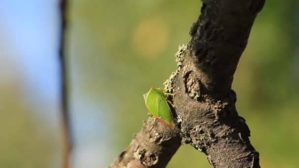 Зелена комаха — стокове відео