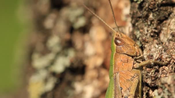 Saltamontes en un árbol — Vídeo de stock