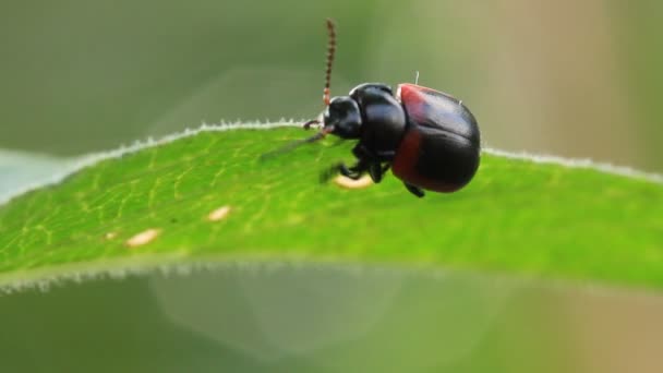 Bug on en la hoja — Vídeos de Stock