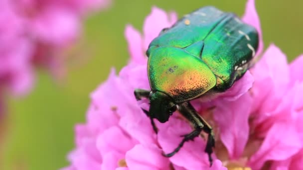 Gran insecto verde — Vídeo de stock