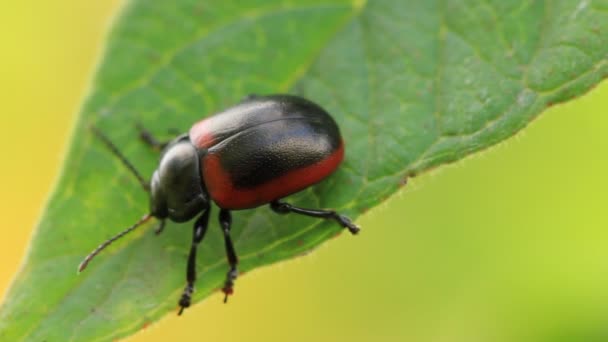 Bug on leaves — Stock Video