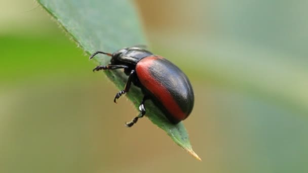 Bug on leaves — Stock Video