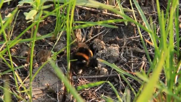Un abejorro en su madriguera — Stok video