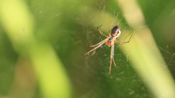 Egy kerti pók a weben — Stock videók