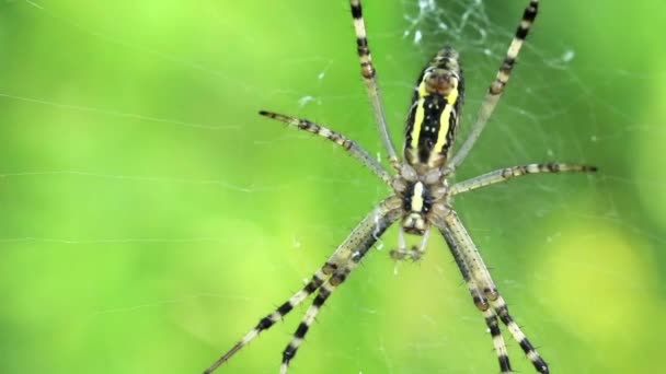 Araignée de jardin. Araneus diadematus — Video