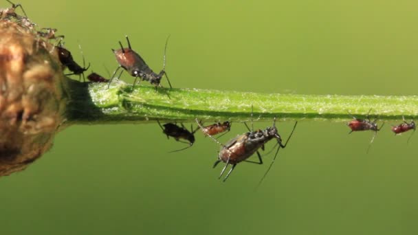 Bladluizen op een plant — Stockvideo