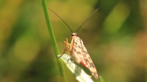 Insectos — Vídeo de stock