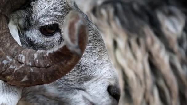 Moutons blancs avec de grandes cornes manger — Video