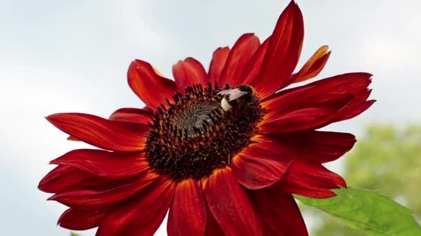 Abejorro en girasol — Vídeos de Stock