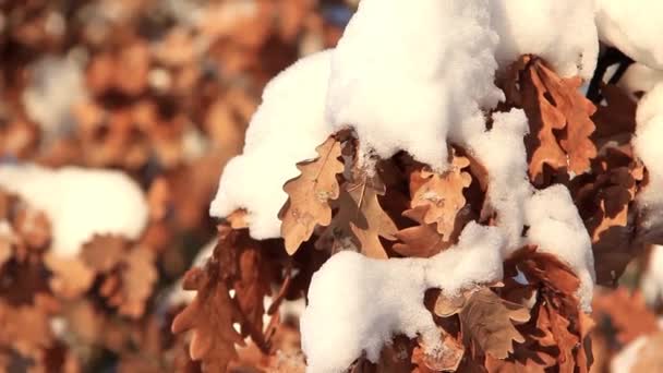 Κίτρινα φύλλα βελανιδιάς κάτω από χιόνι — Αρχείο Βίντεο