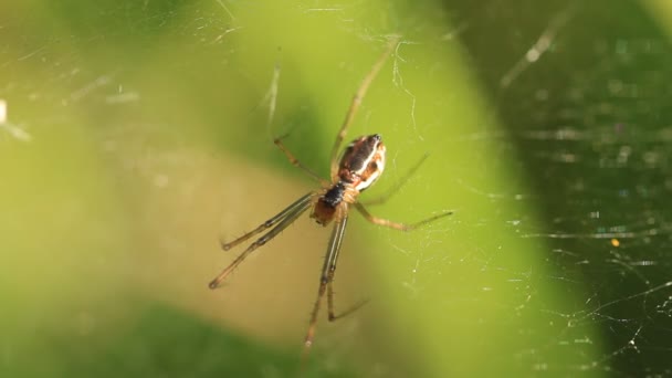 Uma aranha de jardim em sua teia — Vídeo de Stock