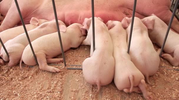 Babies pigs — Stock Video