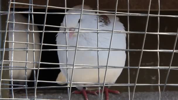 Білий голуб у клітці — стокове відео
