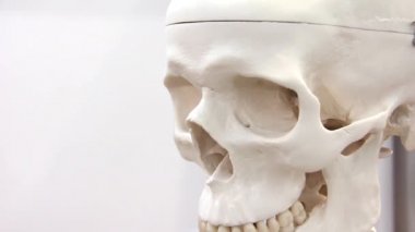 Beyaz tıp kafatası