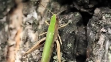 çekirge bir ağaç üzerinde