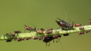 yaprak bitleri bitki üzerinde
