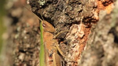 çekirge bir ağaç üzerinde
