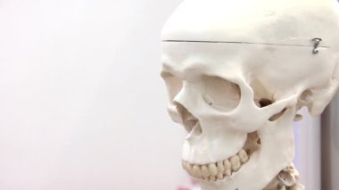 Beyaz tıp kafatası