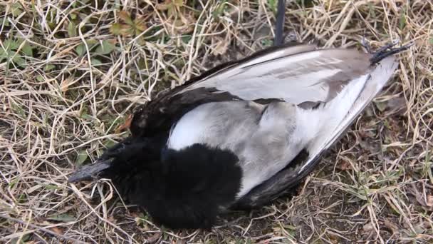 Un oiseau mort — Video