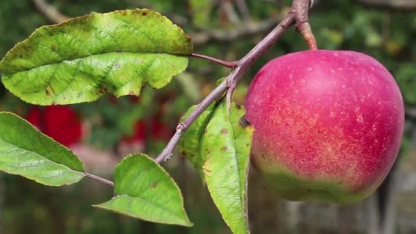 Κόκκινο ώριμο μήλο σε έναν κλάδο με πράσινα φύλλα — Αρχείο Βίντεο