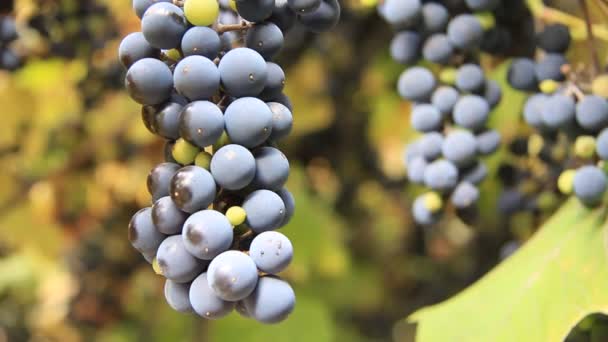 Colheita de uvas — Vídeo de Stock