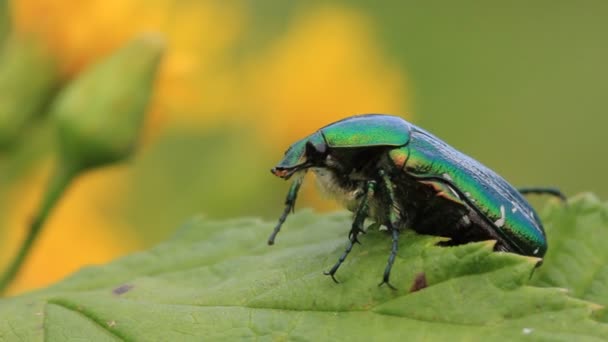 Bug on leaves — Stock Video