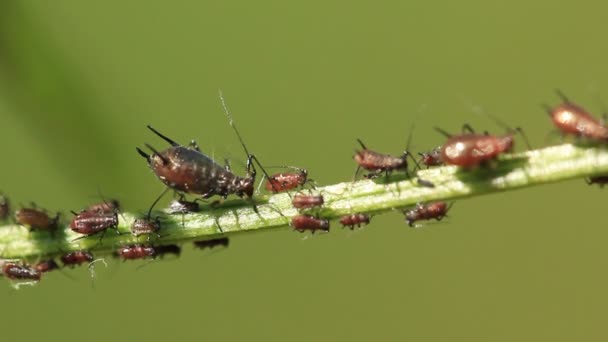 Bladluizen op een plant — Stockvideo