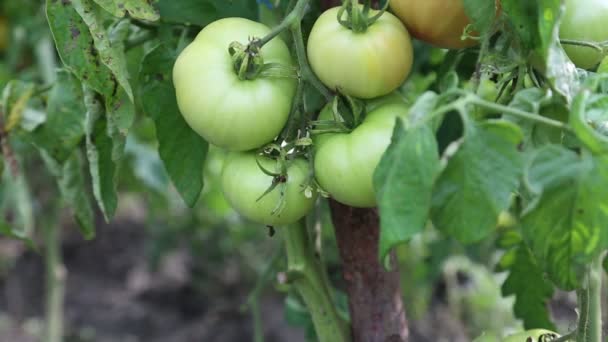 Tomates en el jardín — Vídeos de Stock