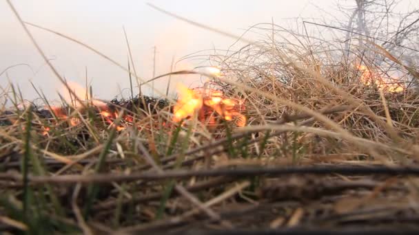 Oheň a tráva — Stock video