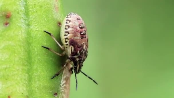 Bug on leaves — Stock Video