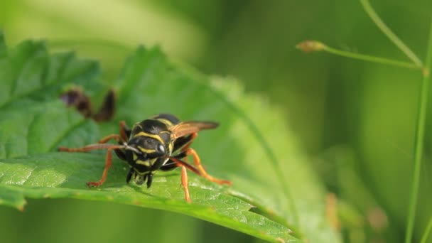 Wasp on branch — Stock Video