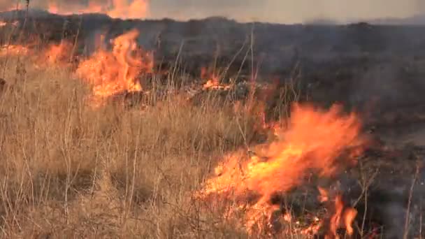 Feuer und Gras — Stockvideo