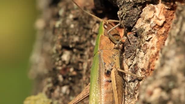 Sprinkhaan op een boom — Stockvideo