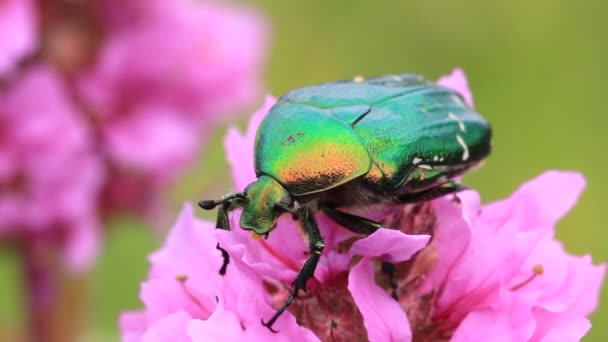 Gran insecto verde — Vídeos de Stock