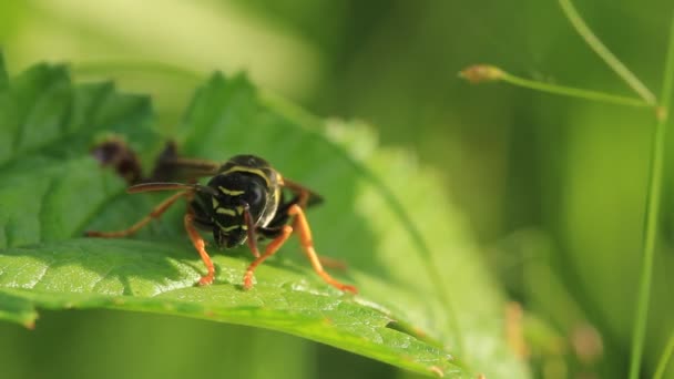 Wasp on branch — Stock Video