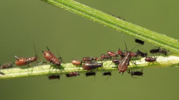 Aphids en una planta — Vídeos de Stock