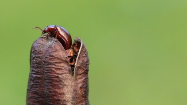 Un escarabajo en una planta — Vídeos de Stock