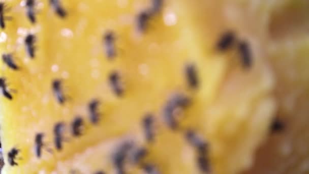 蜜蜂和蜂蜜 — 图库视频影像