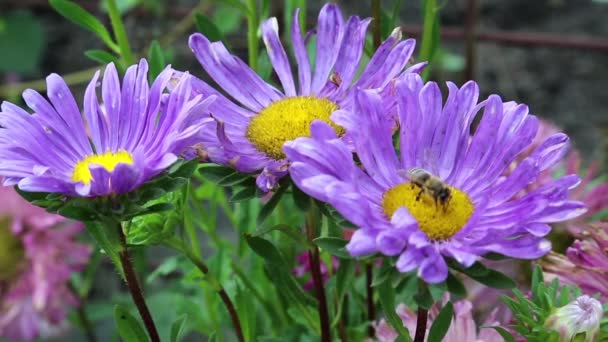 Abeja trabajadora sobre flores moradas — Vídeos de Stock