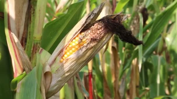 Campo de maíz — Vídeo de stock