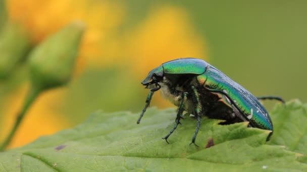 Bug sur les feuilles — Video